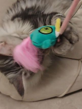 猫咪太无聊了怎么办,给它找点乐子 #萌宠好物 #猫猫玩具 #猫猫玩具推荐 #养猫智商税 #梅花脚宠物玩具