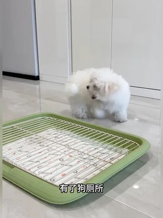 从小就让狗狗习惯用厕所,不但容易学会定点还干净卫生。 #新手养狗 #怎么训练狗狗在家上厕所 #养狗经验分享 #萌宠好物 #狗狗乱拉乱尿怎么训