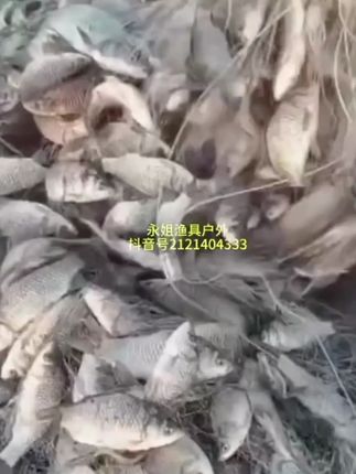 巢湖金辉煌渔网超柔细丝网渔网粘网拎纲提纲鲫鱼网白条三层捕鱼网 #渔网 #鱼网 #丝网 #户外捕鱼 #捕鱼网