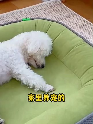 中大型犬专属,四季宠物垫超赞