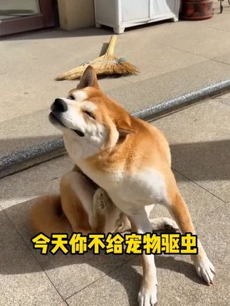 狗狗出门及时驱虫非常关键 试试这款防虫喷雾#宠物驱虫 #狗狗驱虫