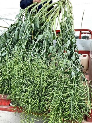 选择不对,努力白费!想种好油菜,就选567!#新农人计划 #油菜 #高产