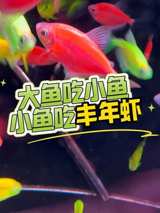 大鱼吃小鱼,小鱼吃丰年虾 #鱼食 #观赏鱼 #水族 #丰年虾