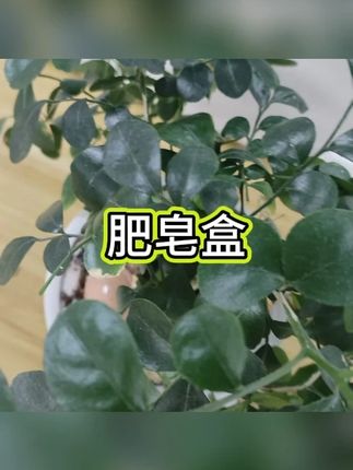 壁挂皂盒 #双层沥水 #免打孔 #浴室置物