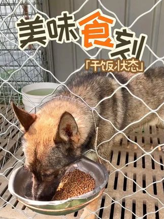 宠立乐帮家人们养好狗,让狗狗健康成长! #源头工厂 #性价比 #冻干 #狗狗吃饭 #狗粮