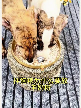 麦富迪狗狗羊奶粉 荷兰进口奶源 宠物离乳成幼犬孕期狗狗通用300g #萌宠出道计划 #幼犬 #小狗喂养方法 #柯基 #萌宠日常记录