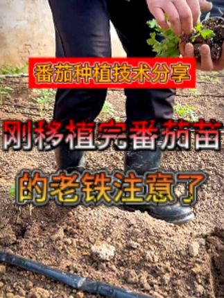 刚移植完番茄苗的老铁注意了 #三农 #农业种植 #番茄种植 #促花芽分化