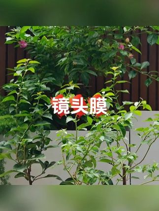 极客合联适用华为MateX6镜头膜mateX5摄像头配件保护膜镜头保护膜#保护膜 #镜头保护膜 #镜头膜 #配件 #手机配件