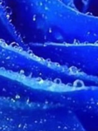 RICOHWELL瑞可维全价鲜肉猫粮肉松椰蓉增肥发腮全阶段通用猫粮