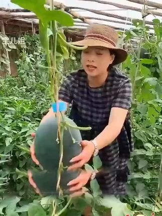 黑色的西瓜不多见,不过见过的人都说好吃,喜欢的不要错过,这个季节可以种植了!