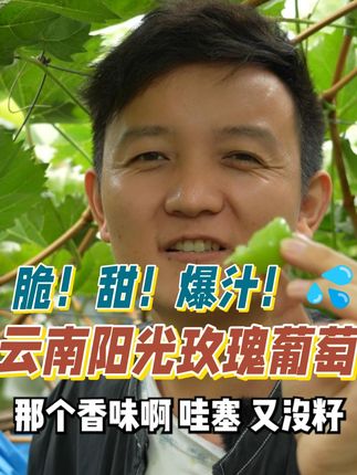 “晴王平替”来啦‼️云南阳光玫瑰🍇无籽脆甜,冰镇后绝了! 💦 “脆!嫩!爆汁!”,✅ 无籽!不吐皮! 果肉晶莹得像翡翠,咬下去“咔嚓”一声,汁水直接飙出来!💦,✅ 自带玫瑰香+蜜香,吃完连呼吸都是香的~🌹孕妇宝宝都能放心啃,果园现摘现发,顺丰空运直达!#晴王葡萄 #云南葡萄 #阳光玫瑰葡萄 #脆甜多汁 #采摘采摘啦