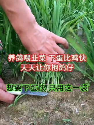 养鸽喂韭菜下蛋比鸡快天天让你抱鸽仔 想要下蛋快只用这一袋 #鸽子 #肉鸽养殖 #信鸽赛鸽 #鸽子不下蛋
