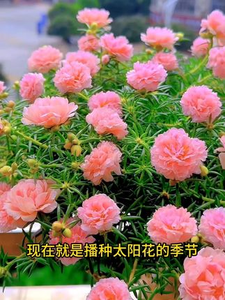 家里有空花盆的,一定要种上这个耐旱#太阳花, 夏季高温照样开,越晒花越疯,推荐您能也种上一些#太阳花 #花卉绿植