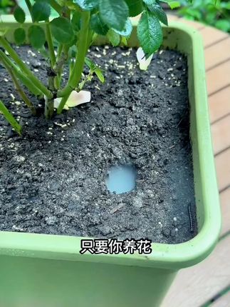 贝可施【买2发3】防虫颗粒家庭园艺肥料套餐瓜果植物方便养花 #贝可施防虫颗粒 #家庭园艺肥料 #瓜果植物肥料 #养花肥料套餐 #买2发3肥料