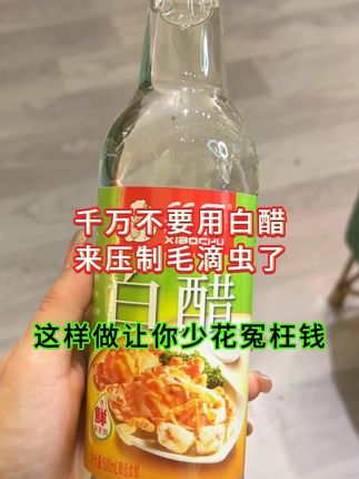 千万不要用白醋来压制毛滴虫了这样做让你少华冤枉钱 #鸽子 #肉鸽养殖#信鸽赛鸽 #种鸽 #鸽子毛滴虫