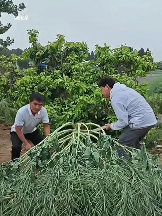 出油率还高的油菜种子你还没种上吗。 #油菜种子 #种油菜 #出油率高