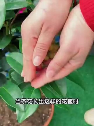 【快速开花素】花卉专用营养液花盆栽观花植物通用催花养促花肥料 #肥料 #种植 #植物科普