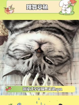 让它在小猫头上跳舞 感觉像是吸了几斤猫薄荷 给小猫陶醉的不得了#养猫必备 #养猫人 #新手养猫 #萌宠好物