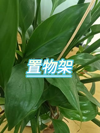 免打孔马桶置物架 #浴室收纳 #卫生间好物 #空间利用 #居家整理 #好物分享