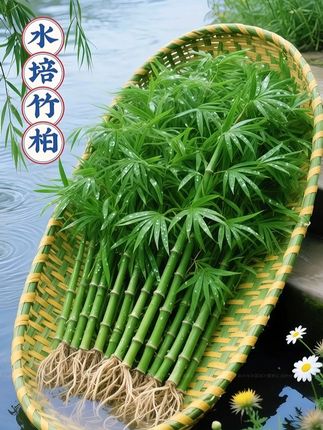 #水培植物 #室内盆栽 #绿植
