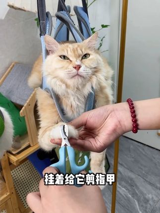 给猫咪做美容终于不发愁了!#宠物吊床#新手养猫#好物推荐