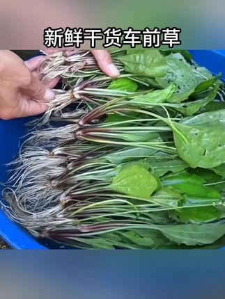 #车前草 #草本植物 #车前草茶 #农产品