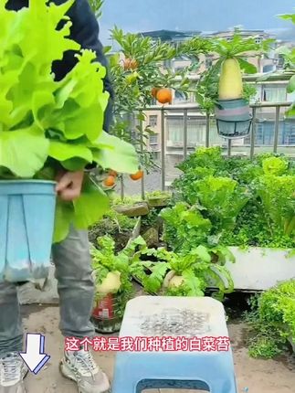 白菜苔种子四季可种