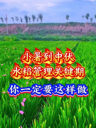 小暑到中伏,水稻管理关键期,你一定要做对这件事##水稻 #水稻种植 #插秧 #三农流量扶持计划 #上热门