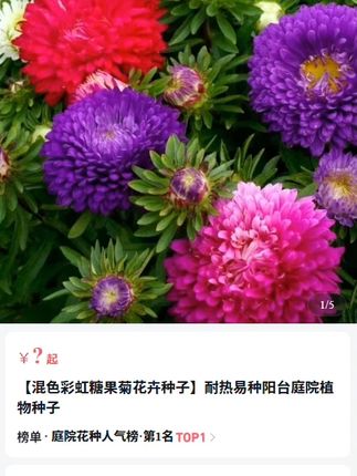 入秋了,家里花盆小院还空着的,现在就种上这个糖果菊种子,整个冬天都有开不完的花#糖果菊种子