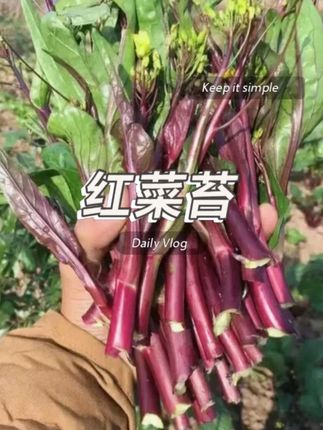 #红菜苔 营养丰富,富含花青素,凉拌热炒腌酸菜都特别美味#阳台花盆小院均可种植 #优质农产品
