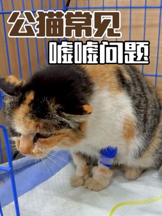 千万不要等猫咪严重了才意识到问题! #金医卫#金医卫猫条#萌宠好物#猫条推荐#养猫新手