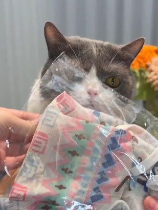 猫毛漫天飞的季节,而我家却一根猫毛都没有! 多亏了这件防飞毛小背心~ #萌宠好物# 养猫新手 #猫毛解决方案# 宠物衣服 #猫毛漫天飞的季节而我家却# 多亏了这件防飞毛小背心~