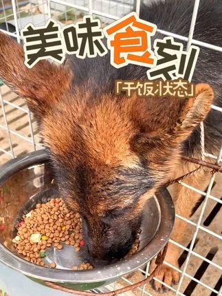 看得见的大块冻干多到爆,香喷喷肉感十足 #狗粮#源头工厂#养狗人#冻干#狗狗吃饭