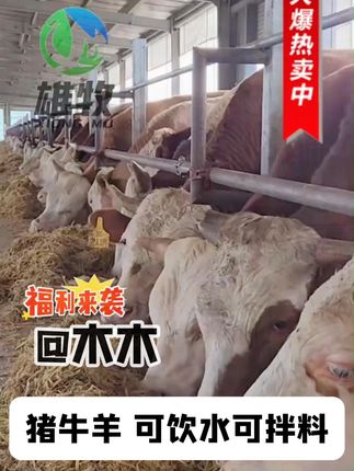 母牛 #养殖 #科学养牛 #养羊人 #养牛人 #爱农村好养牛 #牛