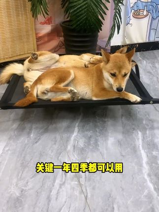 不用这个永远也不知道,它居然能帮我省下好几千#狗狗 #宠物行军床 #萌宠好物 #狗窝