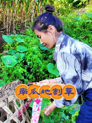 蜜本南瓜快要收获啦...大山里的乡村生活 #乡村守护人 #乡愁记忆 #新农人计划2025 #我的农村生活 #我要上热门 @DOU+小助手