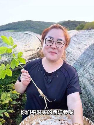 长白山西洋参,产地直供,没有中间商差价,良心价! #5年足龄软质切片#源头货 #5年足龄软质切片源头货