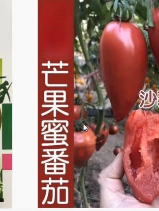 芒果蜜番茄太好吃了,自己种几棵非常简单 #我的菜园子 #芒果蜜番茄 #种子 #三农 #优质农产品