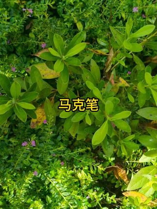 #丙烯马克笔 #马克笔 #学习用品