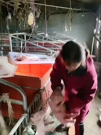#雄牧顺产康 #养猪人加油干 #所有养猪人 #养猪人不容易 #农村创业养殖