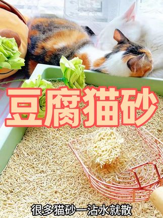 还在为猫砂盆异味烦恼试试这款豆腐砂结团好不粘底易清理可冲厕所 #猫砂 #猫砂推荐 #猫砂测评