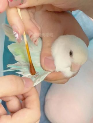 养鸟必看!!这3种玩具绝不能给鸟玩!! #鹦鹉 #新手养鸟