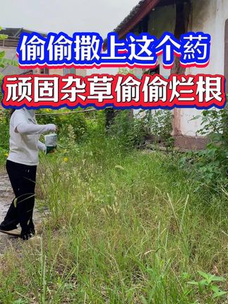 房前屋后杂草丛生就用环嗪酮除草剂撒一撒,死草死根不易返青 杂草撒上#环嗪酮 悄悄烂根#除杂草 #环嗪酮除草剂 #环嗪酮颗粒使用方法 #助农