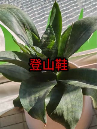 大码户外橡胶底男高帮登山防臭迷彩保暖防滑工作透气帆布黄胶鞋 #劳保鞋 #工作鞋 #好鞋推荐