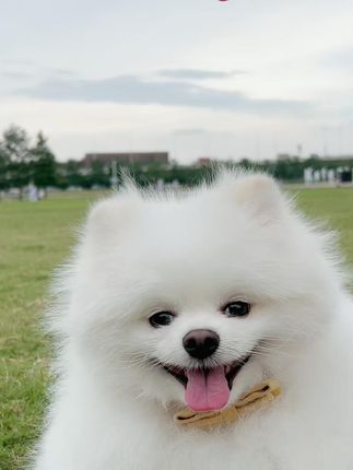 挑食克星就选小胖爪肉丸粮 挑食克星就选小胖爪肉丸粮#小胖爪丸子形狗粮 #本味鲜粮小胖爪 #狗粮推荐 #狗粮