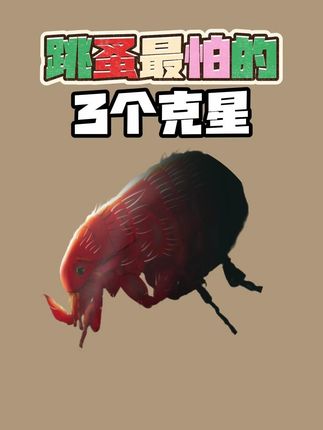 2 #呋虫胺杀虫剂 #跳蚤如何消灭 #灭跳蚤克星 #汼楯呋虫胺 #跳蚤药