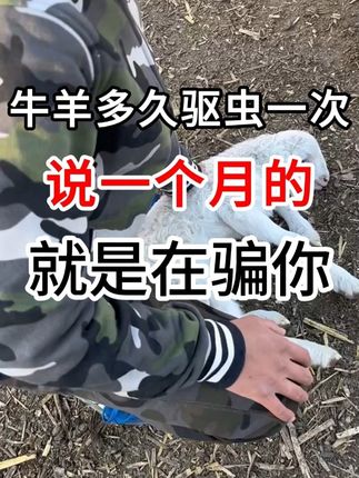 给羊驱虫#三农 #养殖人 #牛羊驱虫