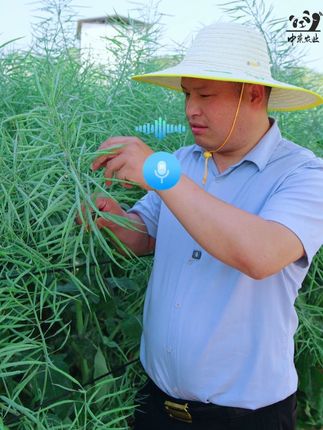 今年就种这个油菜品种!#渝黄21#农业种植#三农#新农人计划