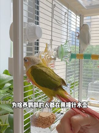 新手必看!喝水误区致命! #鹦鹉水壶 #宠物饮水器 #鹦鹉 #兔兔窝总店