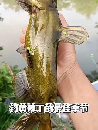 野钩通钓鳝鱼鲫鱼鲤鱼等多鱼种 野钩通钓多种鱼,鳝鱼鲫鱼鲤鱼等都能钓,钓鱼人必备!# 野钓装备 #钓鱼神器 #户外钓鱼 #在抖音入手的好东西